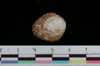 藏品(毛蓋螺)的圖片